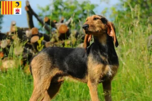 Read more about the article Segugio Italiano breeders and puppies in Provence-Alpes-Côte d’Azur