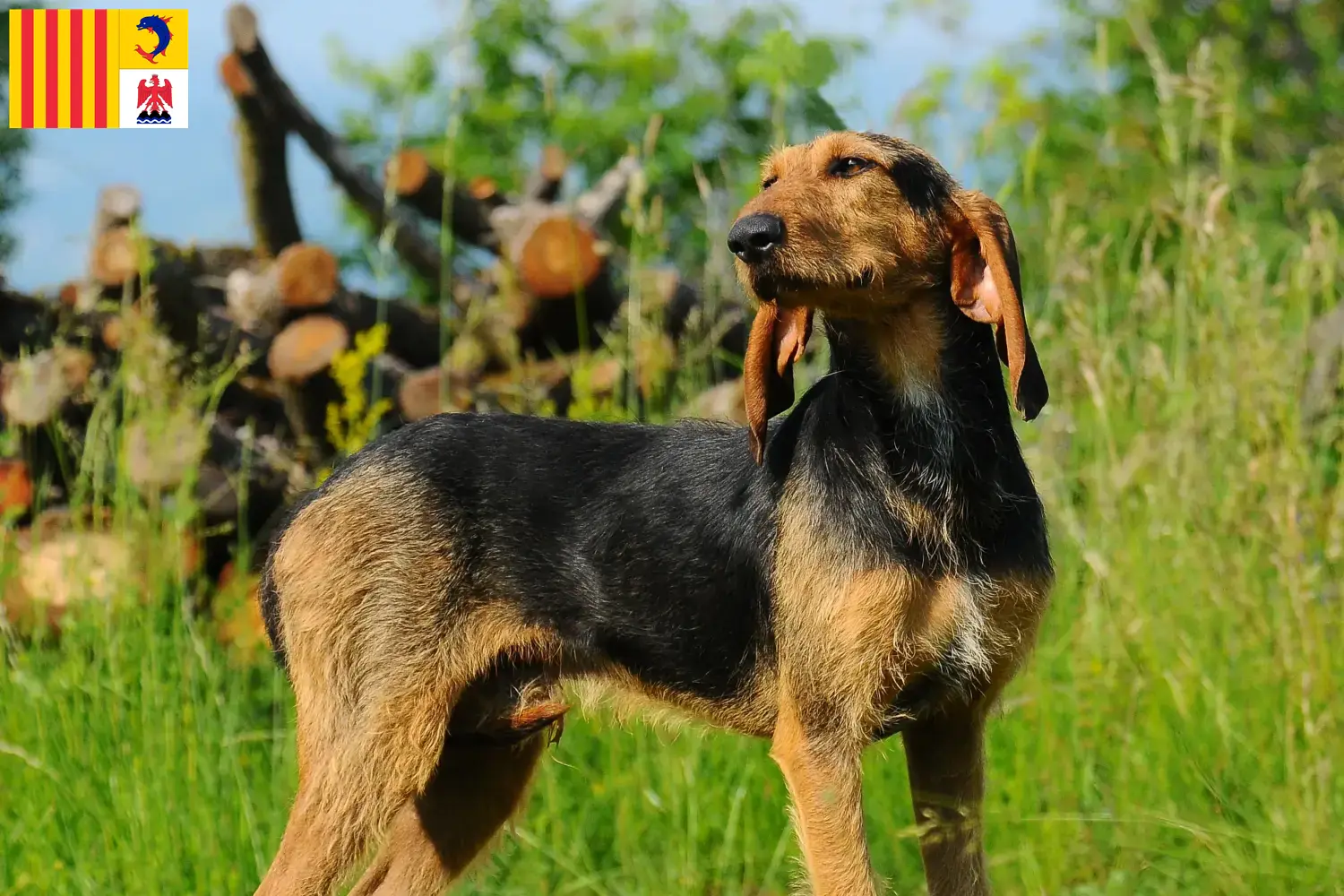 Read more about the article Segugio Italiano breeders and puppies in Provence-Alpes-Côte d’Azur