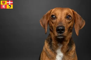Read more about the article Segugio Maremmano breeders and puppies in Auvergne-Rhône-Alpes