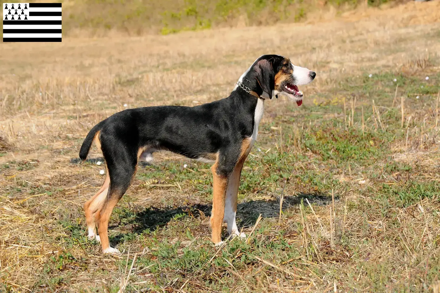 Segugio Maremmano puppies and breeder Bretagne Here you can find Segugio Maremmanos breeders in Brittany .