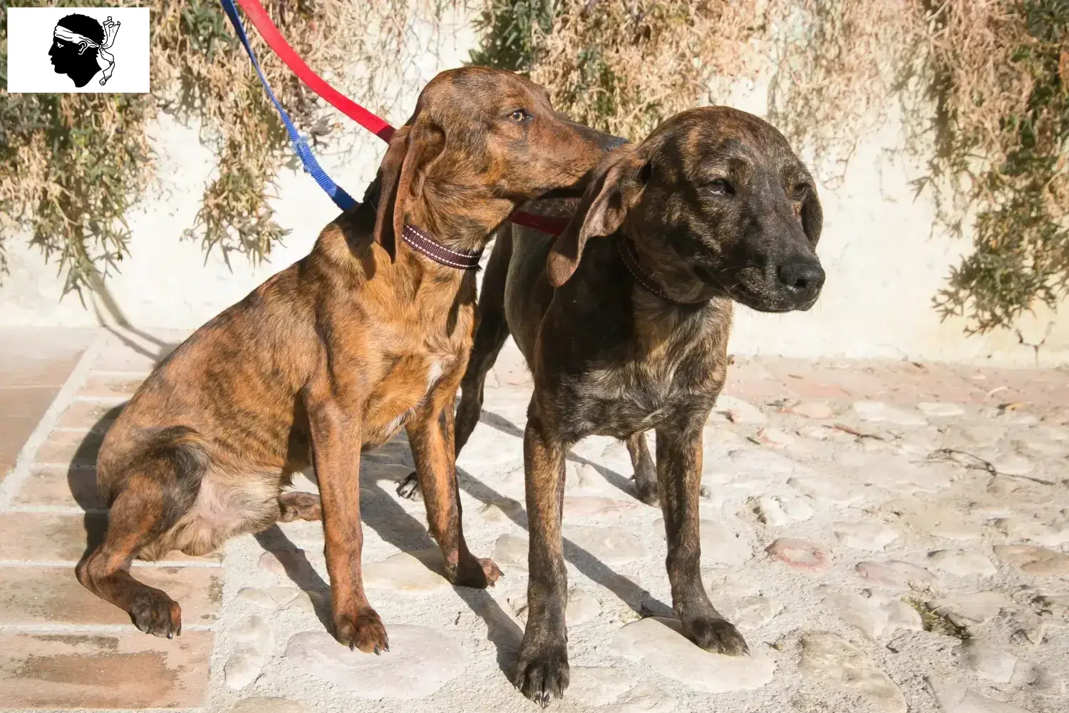 Read more about the article Segugio Maremmano breeders and puppies in Corsica