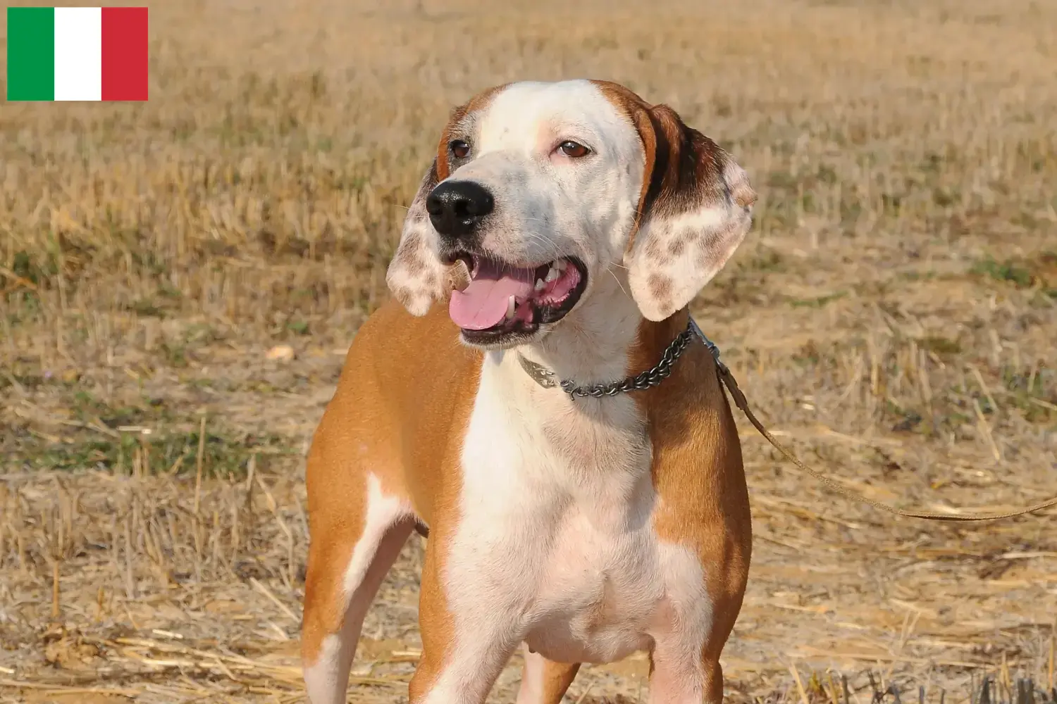 Segugio Maremmano puppies and breeders Italy Here you can find Segugio Maremmanos breeders in Italy.