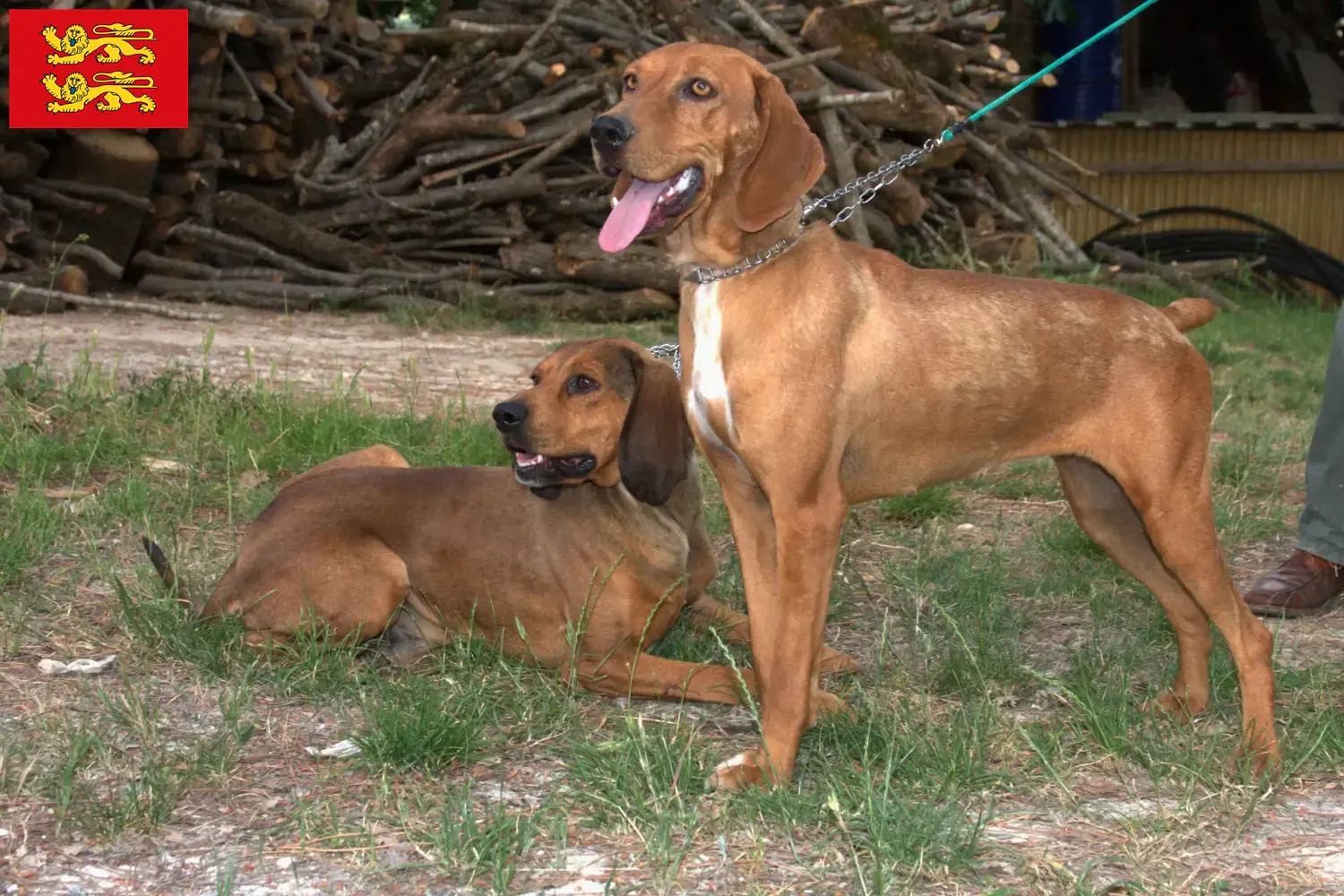 Segugio Maremmano puppies and breeders Normandy Here you can find Segugio Maremmanos breeders in Normandy.