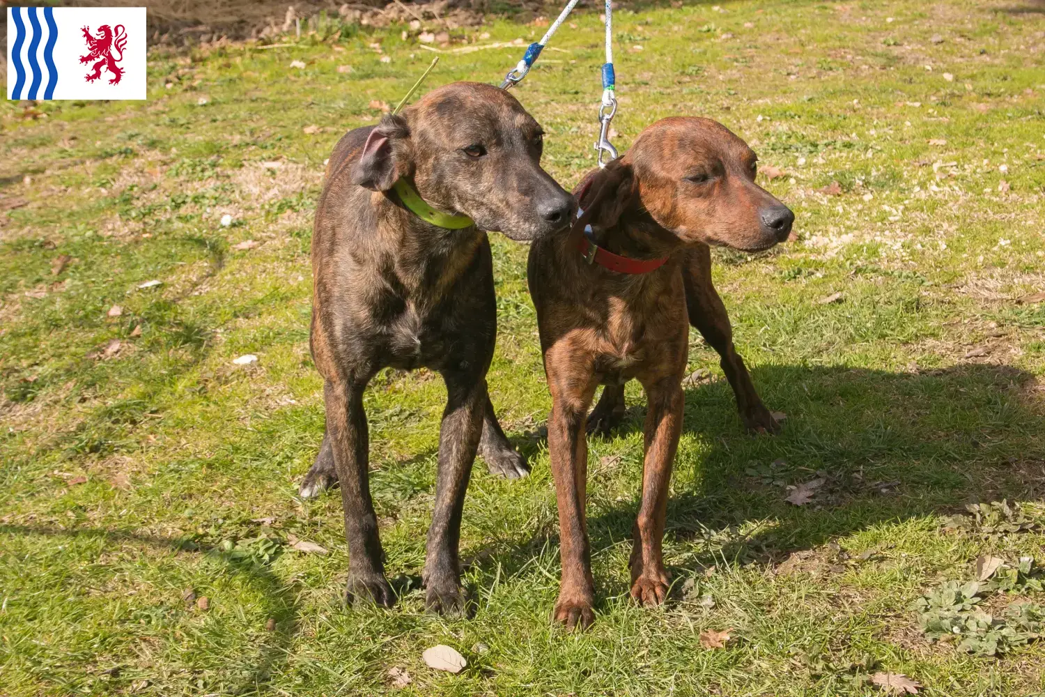 Segugio Maremmano puppies and breeder Nouvelle-Aquitaine Here you can find Segugio Maremmanos breeders in Nouvelle-Aquitaine.
