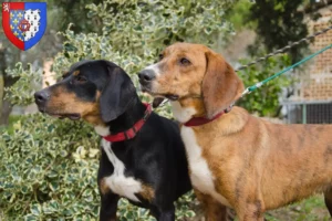 Read more about the article Segugio Maremmano breeders and puppies in Pays de la Loire