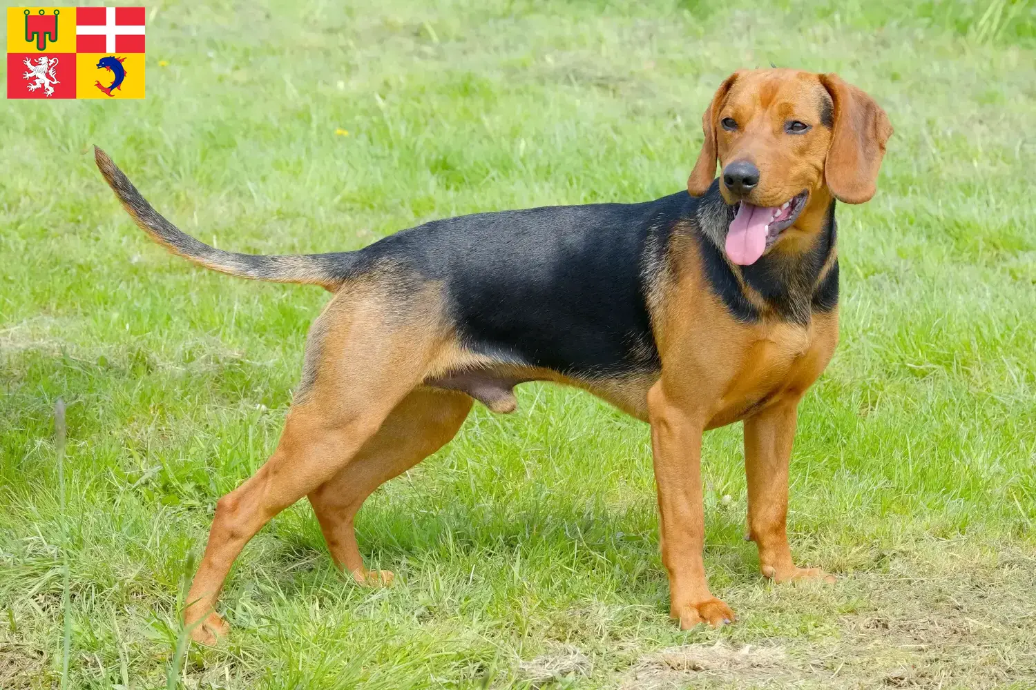 Read more about the article Serbian Hound breeders and puppies in Auvergne-Rhône-Alpes