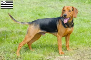 Read more about the article Serbian hound breeder and puppies in Brittany