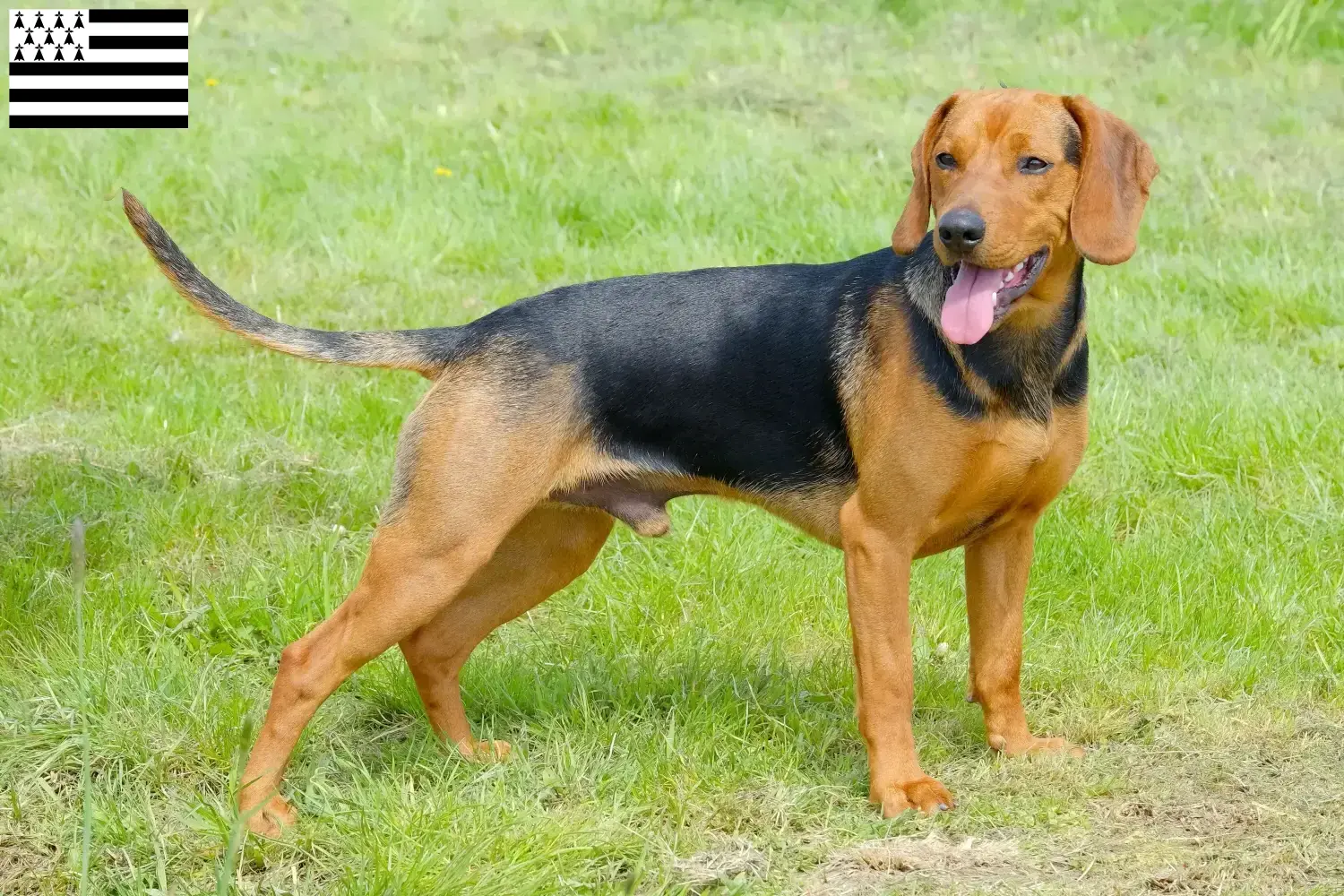 Read more about the article Serbian hound breeder and puppies in Brittany