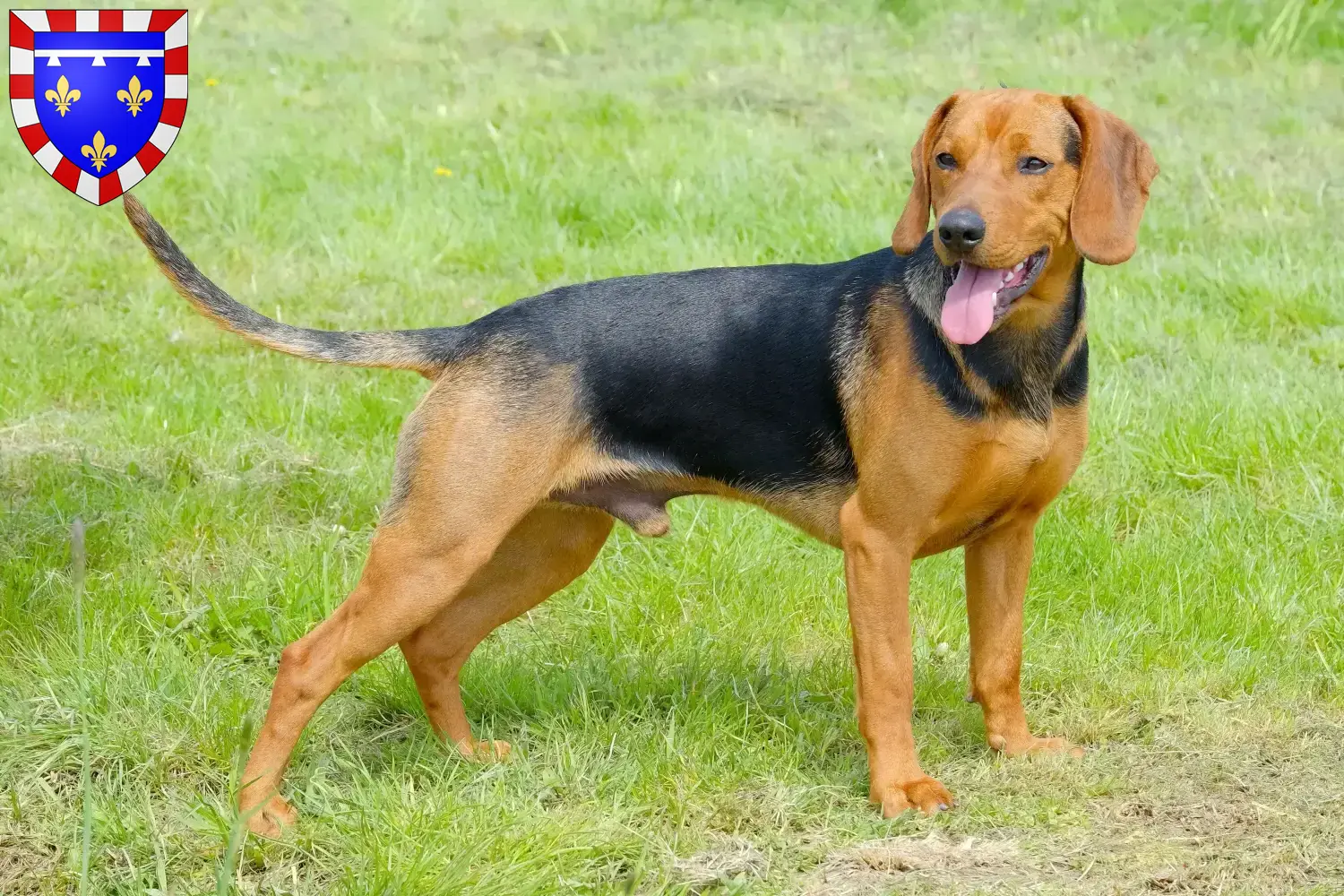 Read more about the article Serbian Hound breeder and puppies in Centre-Val de Loire