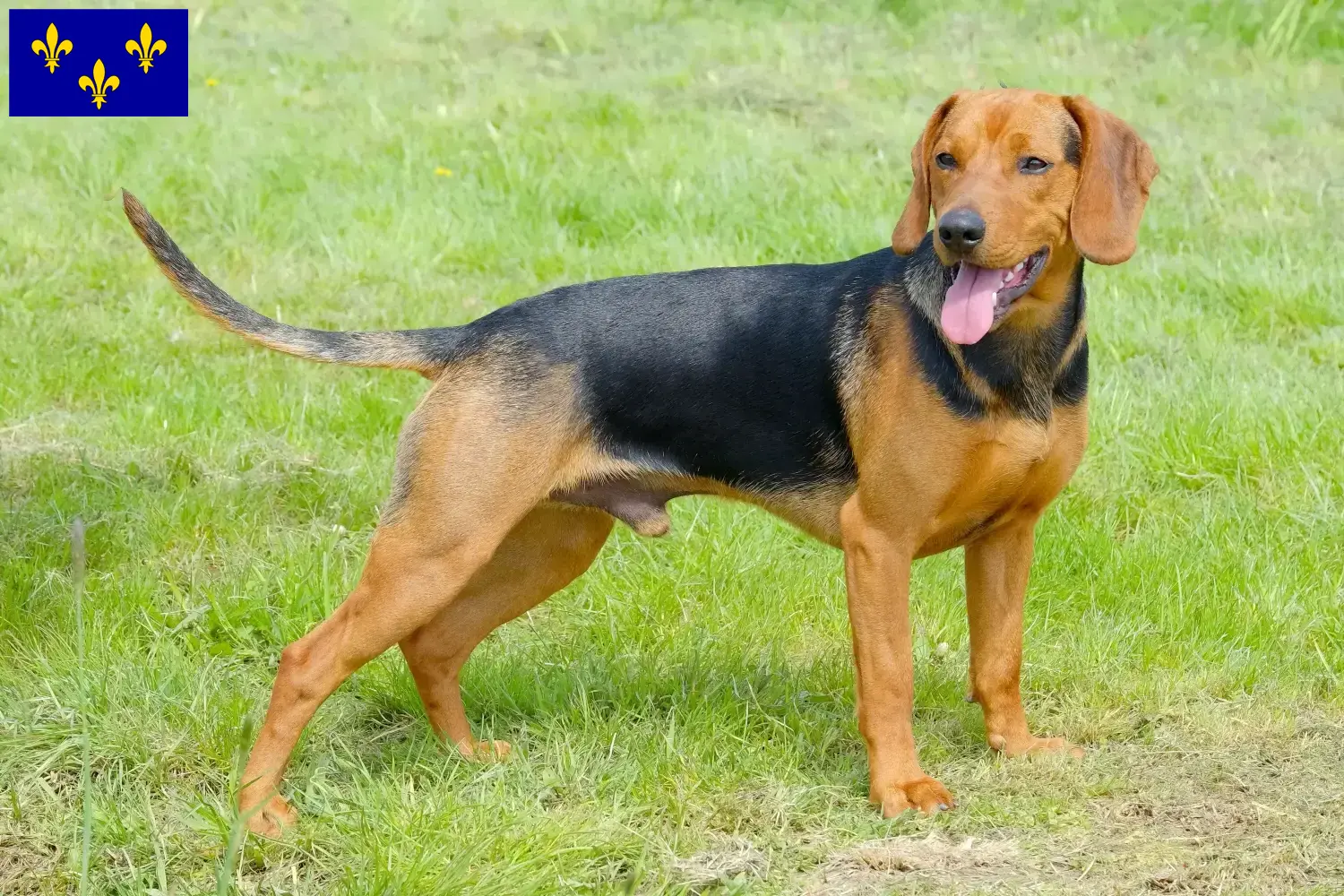 Read more about the article Serbian hound breeder and puppies in Île-de-France