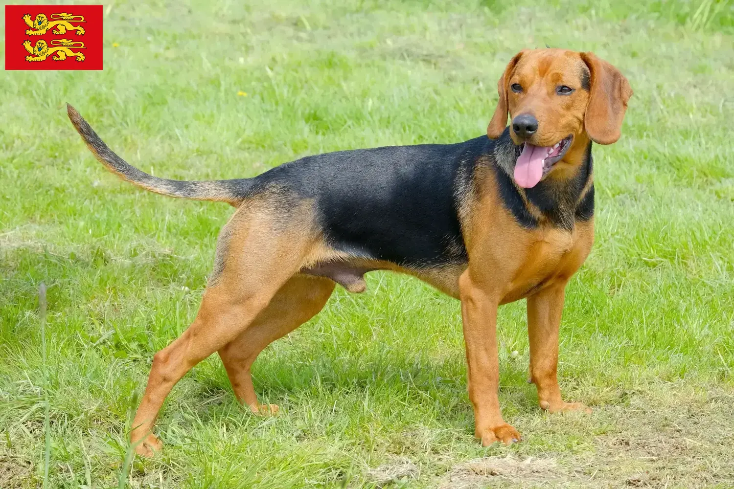 Read more about the article Serbian hound breeder and puppies in Normandy
