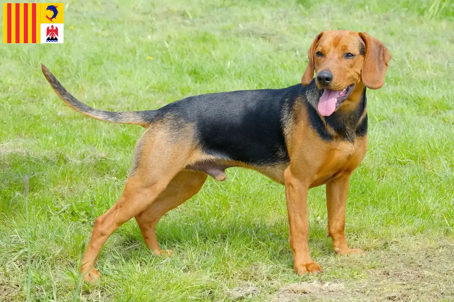 Read more about the article Serbian hound breeder and puppies in Provence-Alpes-Côte d’Azur