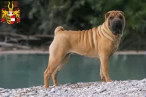 Read more about the article Shar-Pei breeders and puppies in Carinthia