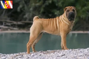 Read more about the article Shar-Pei breeders and puppies in Grand Est