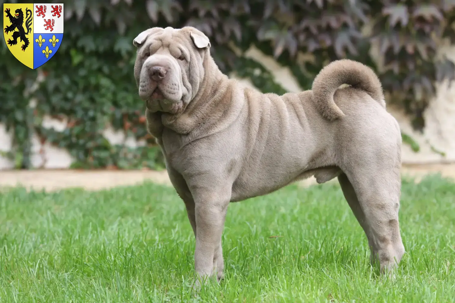 Shar-Pei puppies and breeders Hauts-de-France Find Shar-Pei breeders in Hauts-de-France here.
