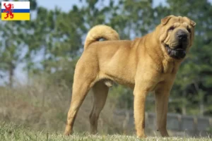Read more about the article Shar-Pei breeders and puppies in Limburg