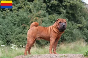 Read more about the article Shar-Pei breeders and puppies in North Holland