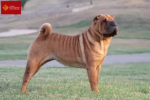 Read more about the article Shar-Pei breeders and puppies in Occitania