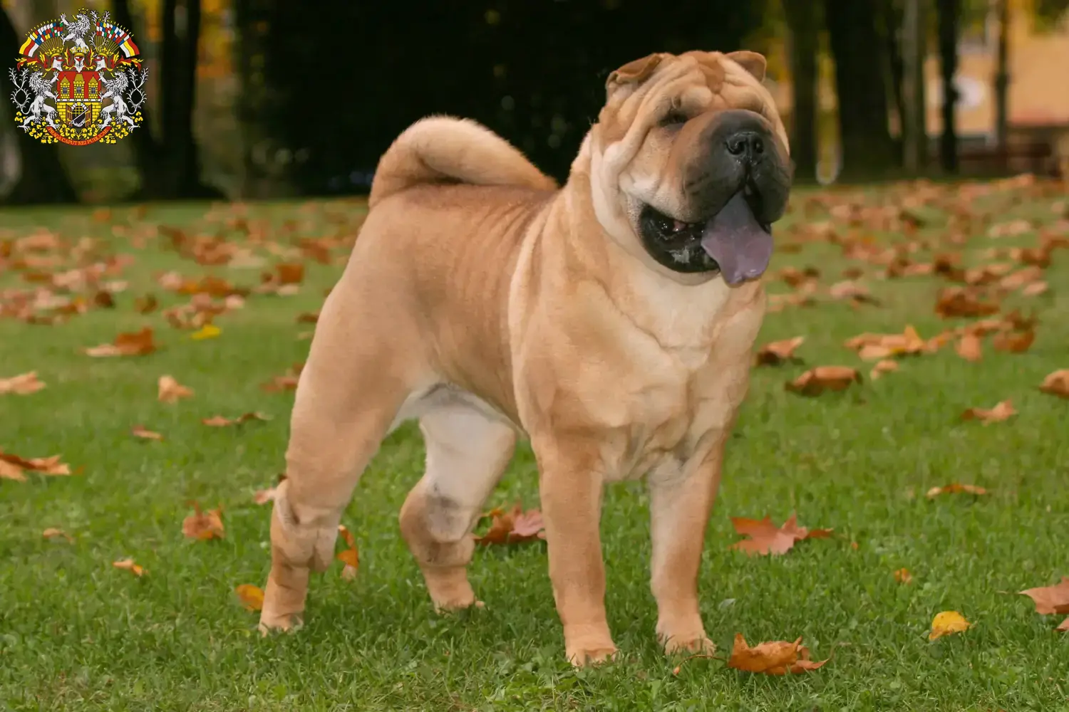 Shar-Pei puppies and breeders Prague Find Shar-Pei breeders in Prague here.