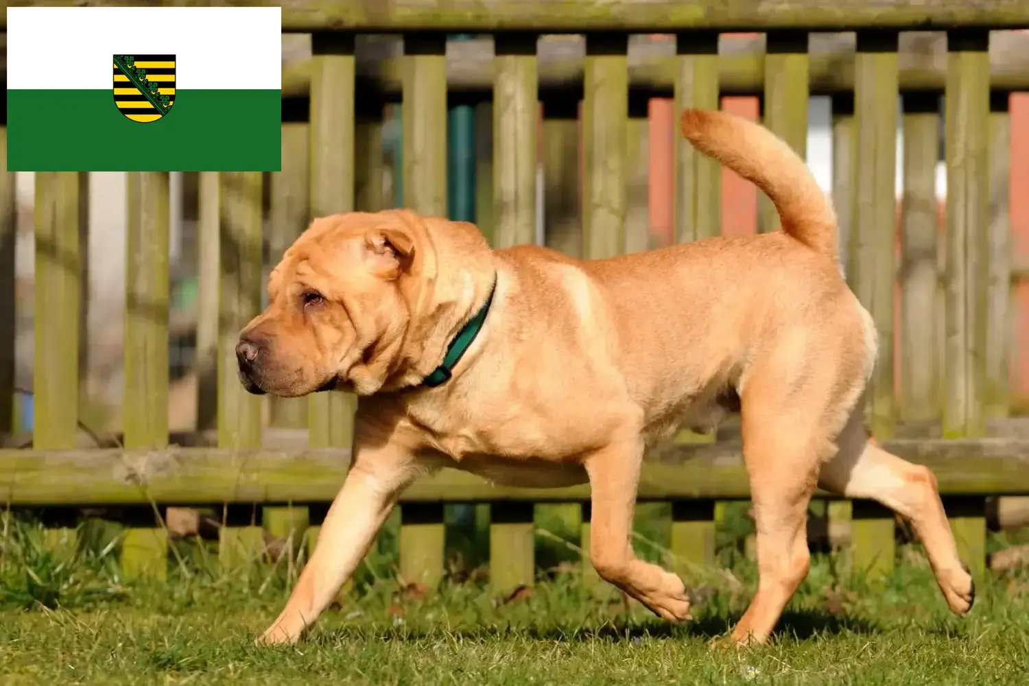 Shar-Pei puppies and breeders Saxony Here you can find Shar-Pei breeders in Saxony.