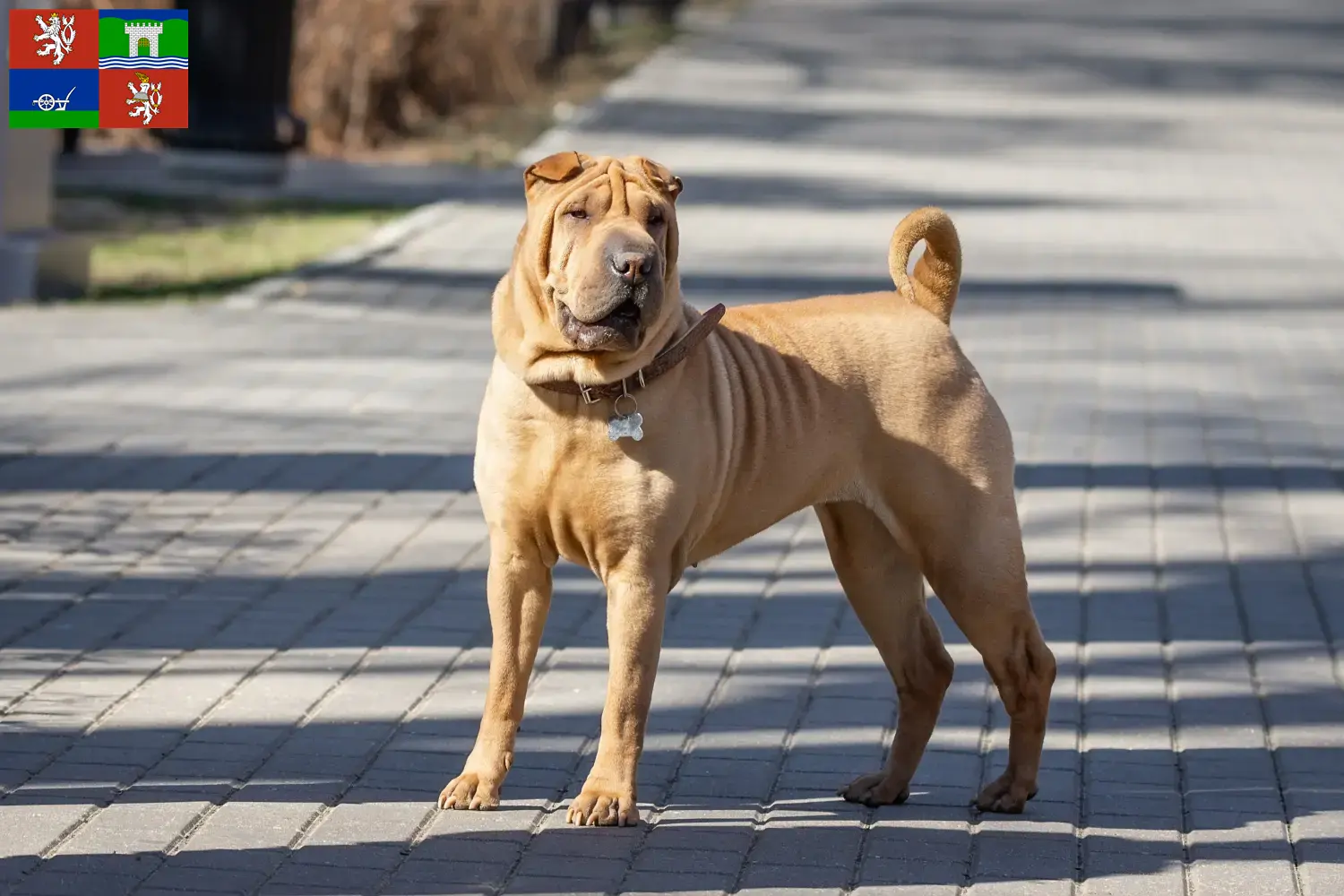 Shar-Pei puppies and breeders Ústí Find Shar-Pei breeders in Ústí here.