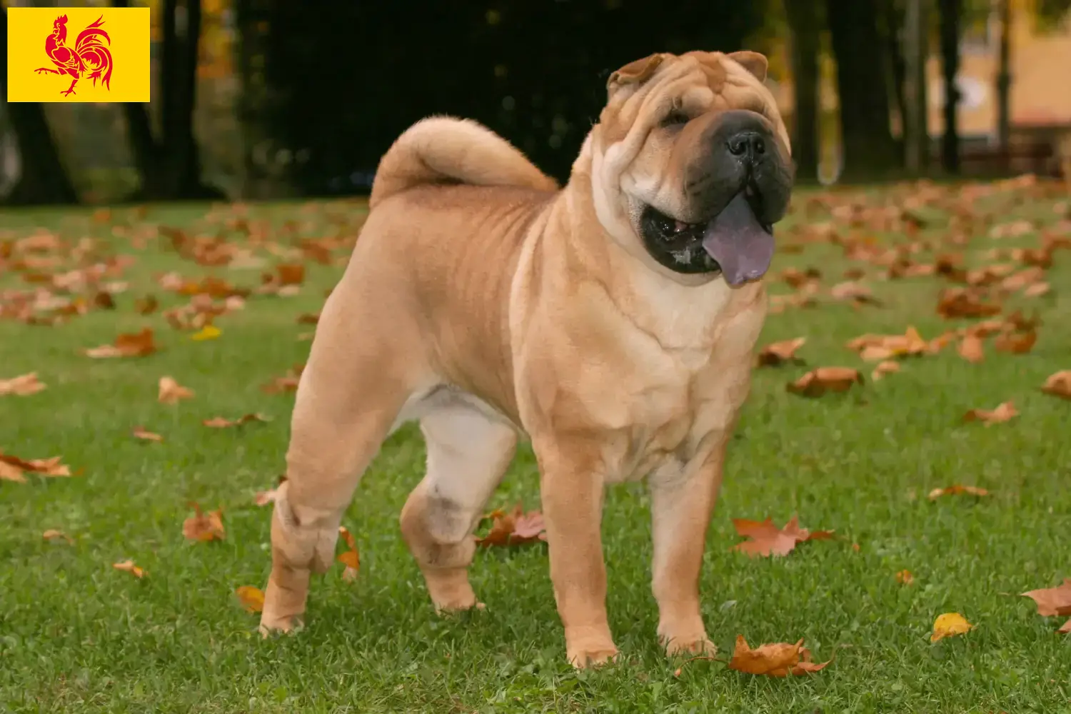 Shar-Pei puppies and breeders Walloon Region Find Shar-Pei breeders in Walloon Region here.
