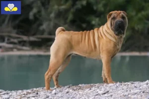 Read more about the article Shar-Pei breeders and puppies in the Brussels-Capital Region