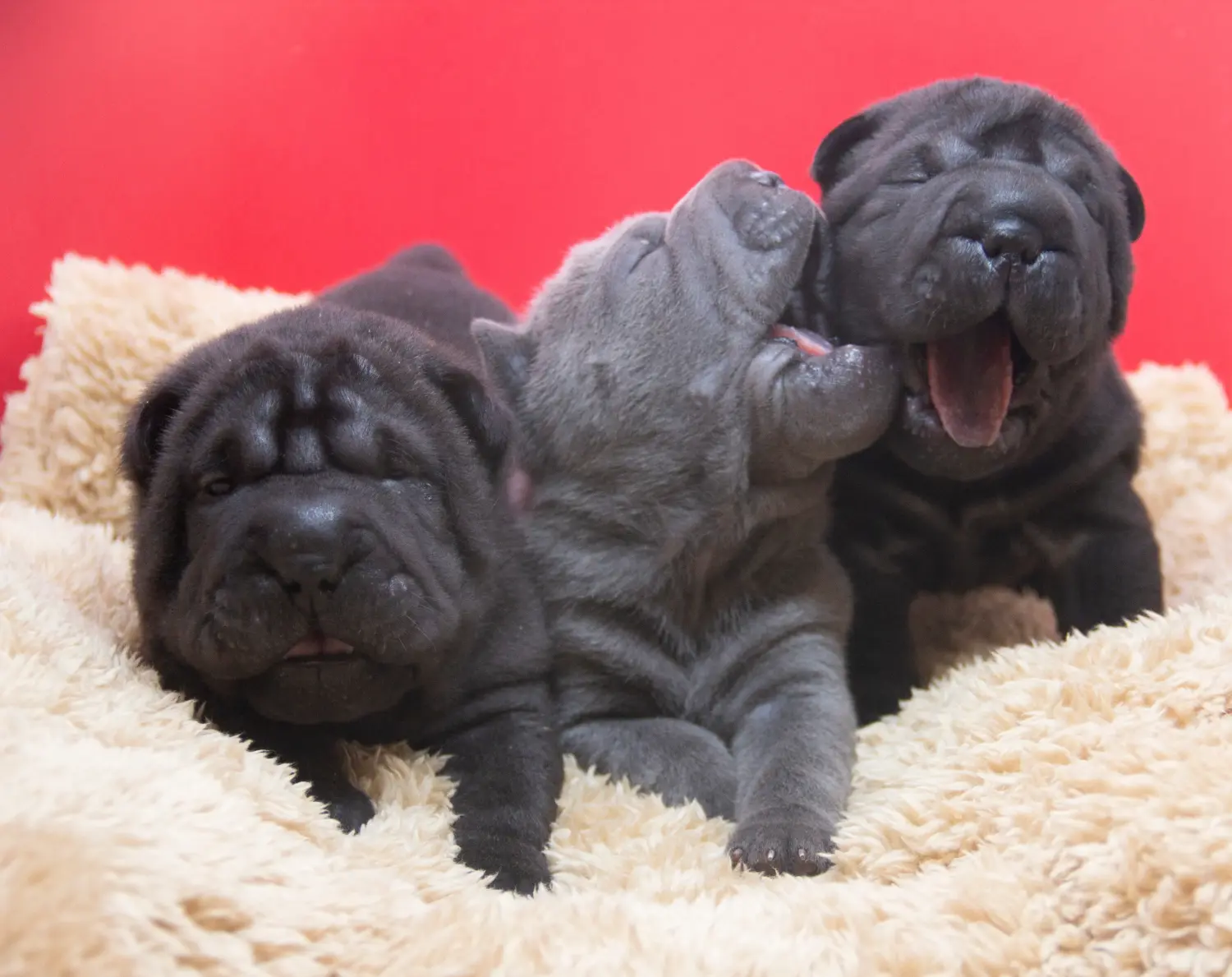 Buying a Shar-Pei puppy means taking responsibility! Buy Shar-Pei puppies.