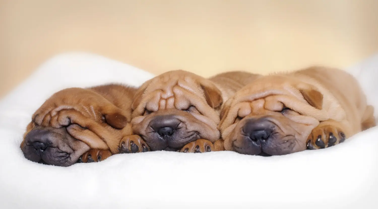 Buying a Shar-Pei puppy means taking responsibility! Buy Shar-Pei puppies.