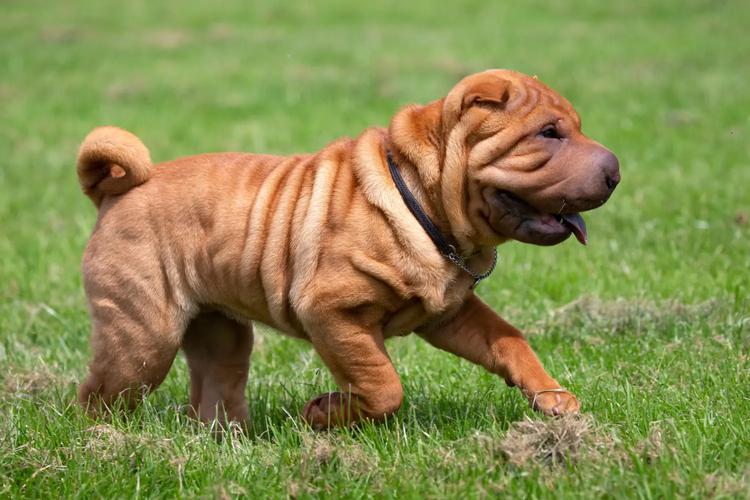 Buying a Shar-Pei puppy means taking responsibility! Buy Shar-Pei puppies.