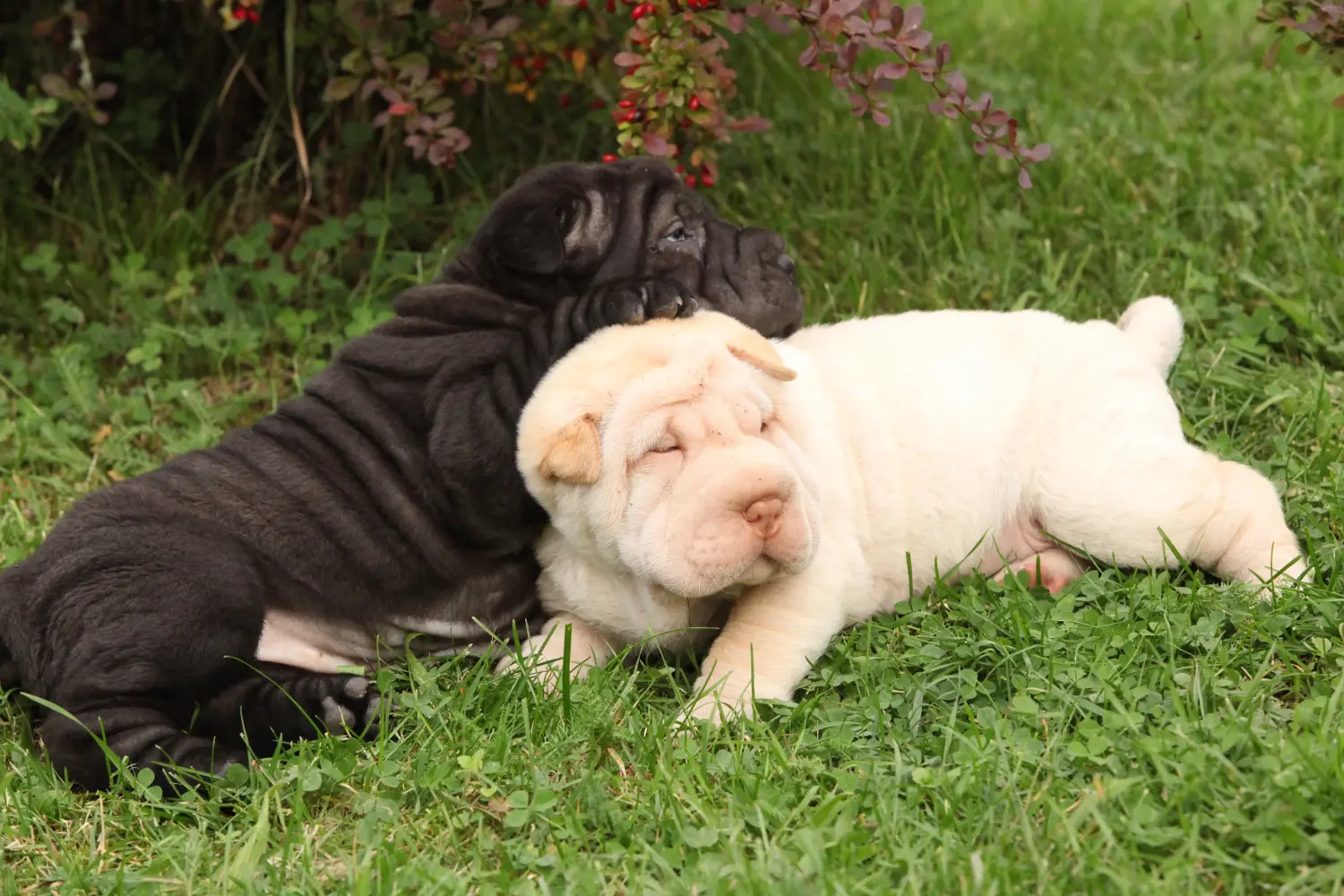 Buying a Shar-Pei puppy means taking responsibility! Buy Shar-Pei puppies.