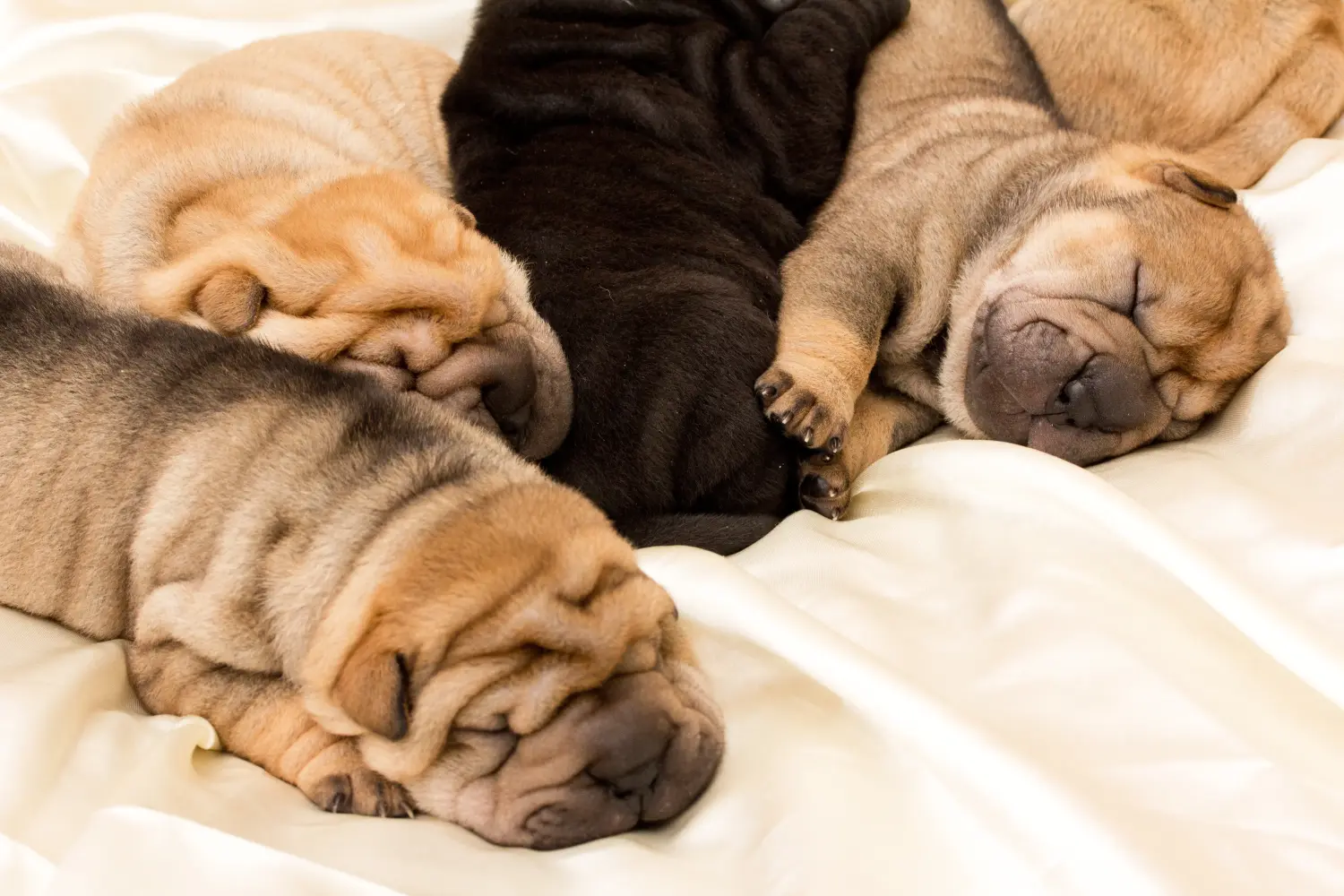 Buying a Shar-Pei puppy means taking responsibility! Buy Shar-Pei puppies.
