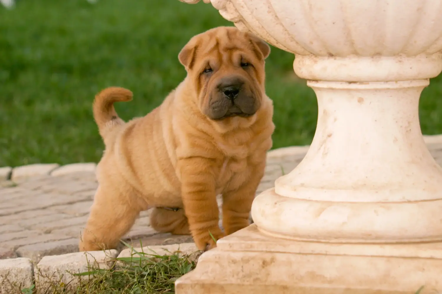 Buying a Shar-Pei puppy means taking responsibility! Buy Shar-Pei puppies.