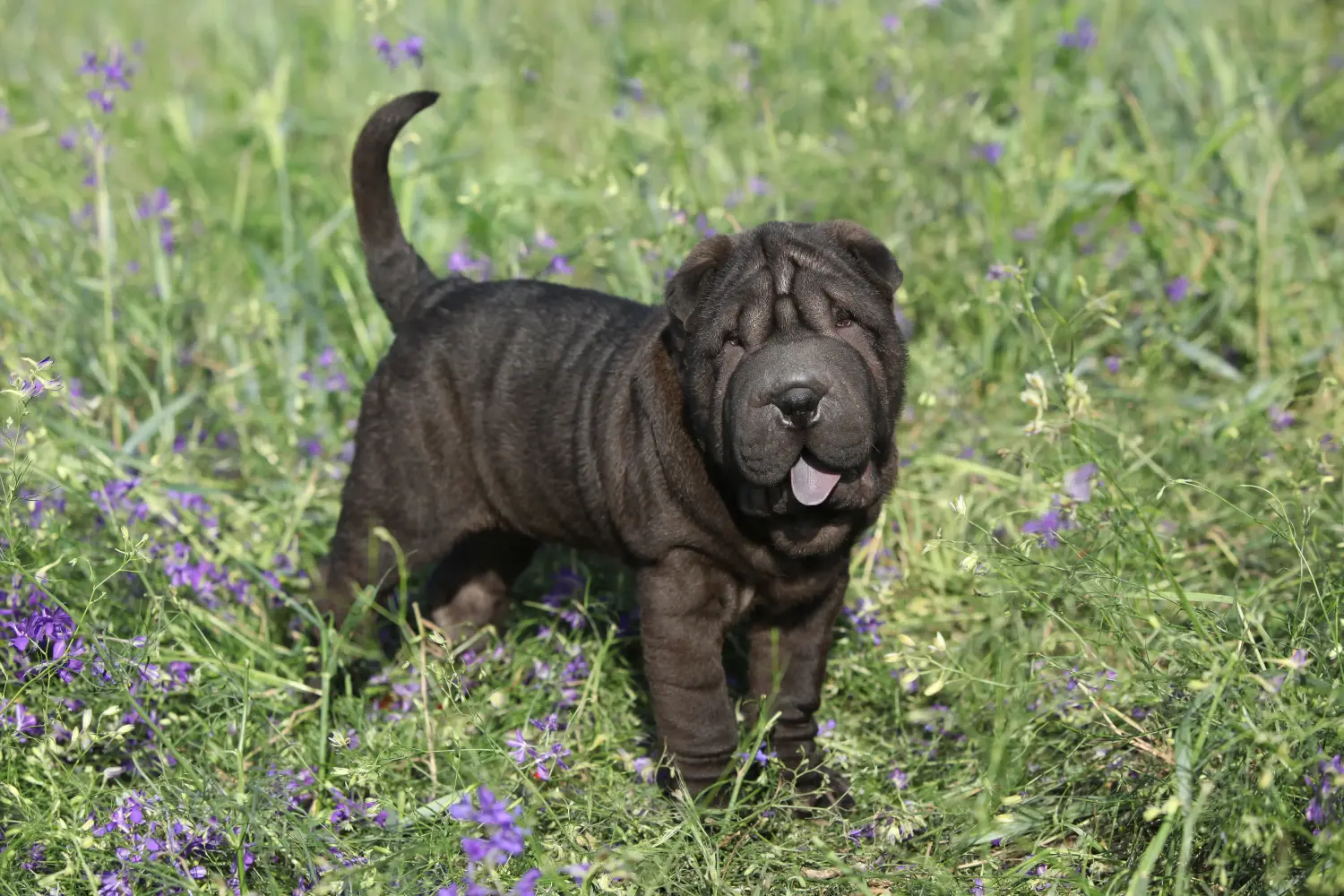 Buying a Shar-Pei puppy means taking responsibility! Buy Shar-Pei puppies.