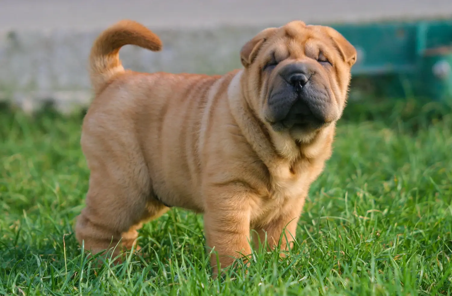 Buying a Shar-Pei puppy means taking responsibility! Buy Shar-Pei puppies.