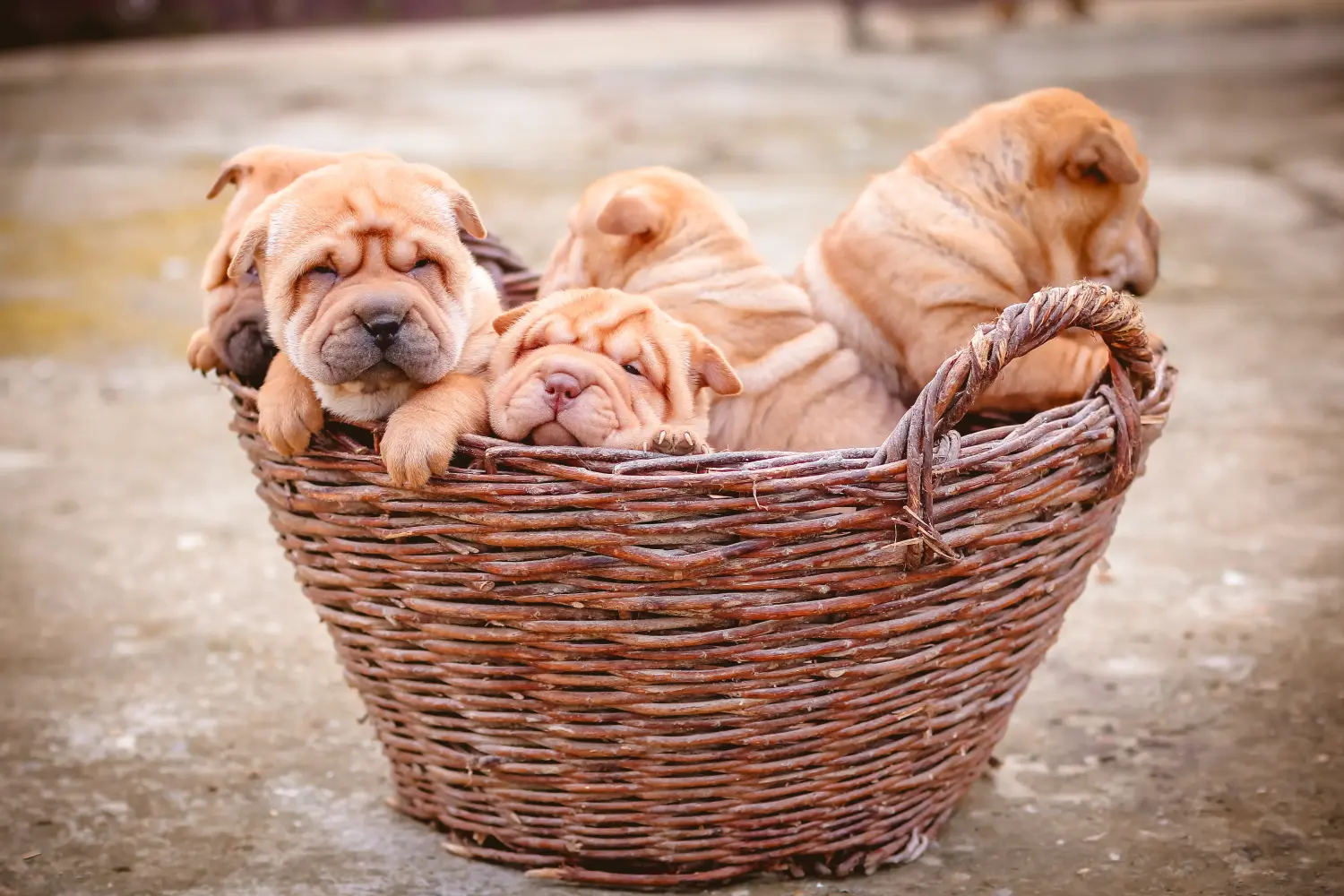 Buying a Shar-Pei puppy means taking responsibility! Buy Shar-Pei puppies.