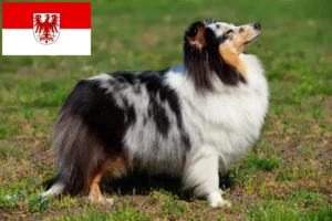 Read more about the article Sheltie breeders and puppies in Brandenburg