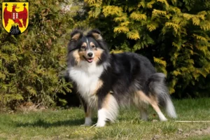 Read more about the article Sheltie breeders and puppies in Burgenland