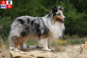 Read more about the article Sheltie breeders and puppies in Central Bohemia