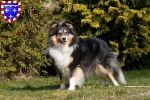 Read more about the article Sheltie breeders and puppies in Centre-Val de Loire