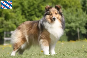 Read more about the article Sheltie breeders and puppies in Friesland