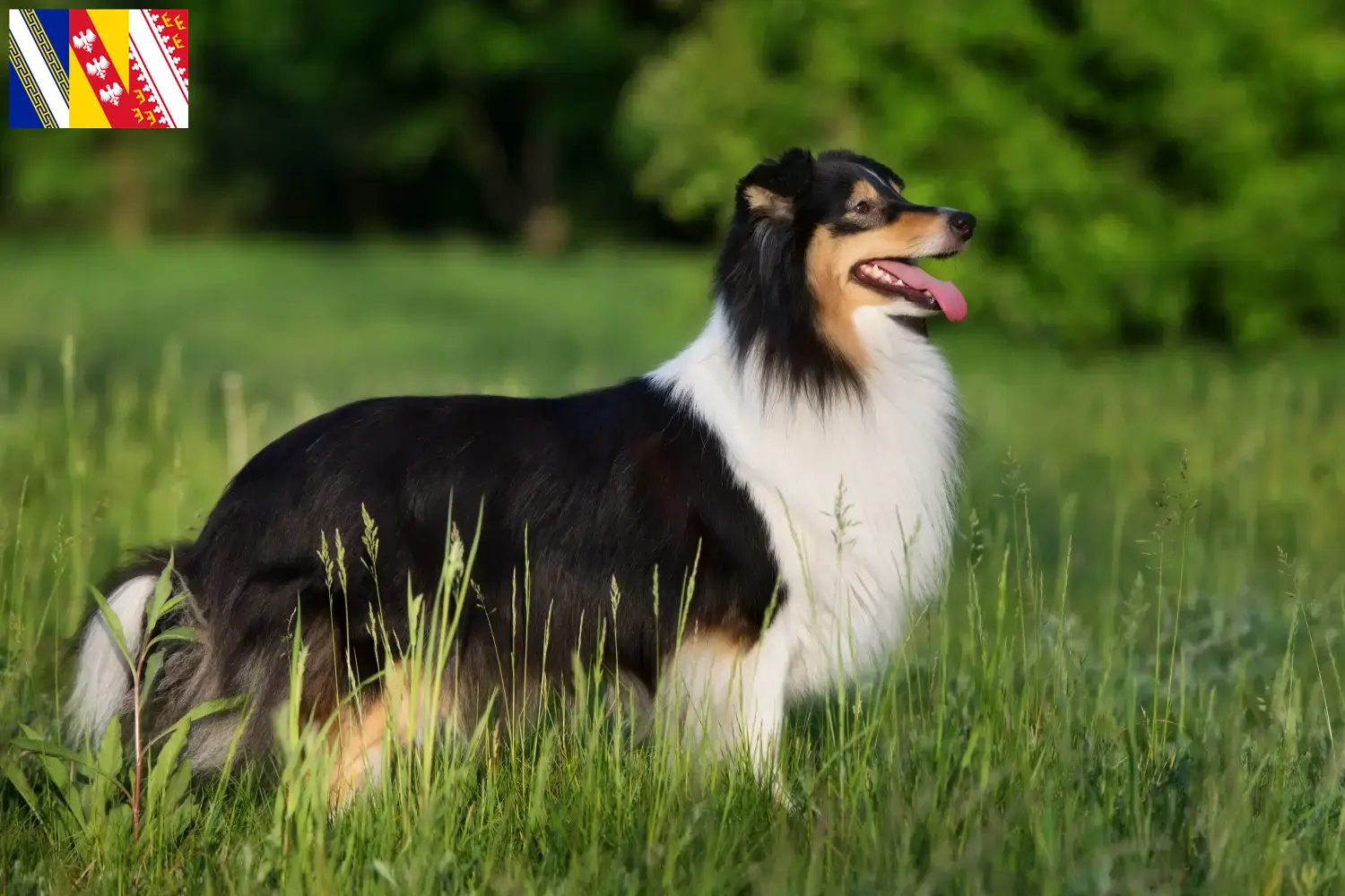 Sheltie puppies and breeder Grand Est Find Shelties breeders in Grand Est here.