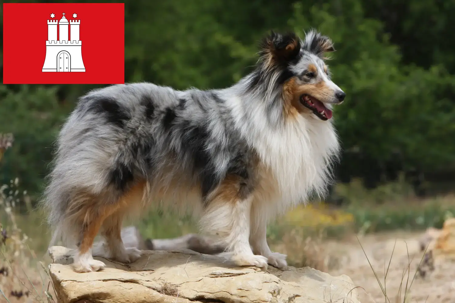Sheltie puppies and breeders Hamburg Here you can find Shelties breeders in Hamburg.
