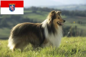 Read more about the article Sheltie breeders and puppies in Hessen