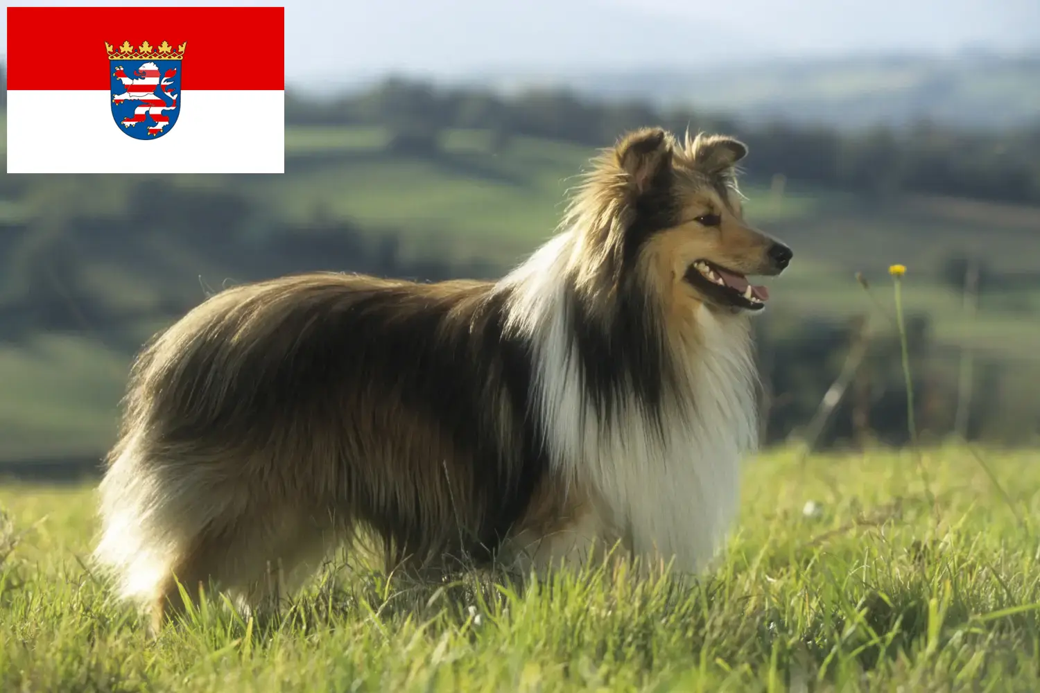 Sheltie puppies and breeders Hessen Here you can find Shelties breeders in Hessen.