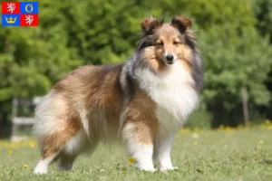 Read more about the article Sheltie breeders and puppies in Hradec Králové