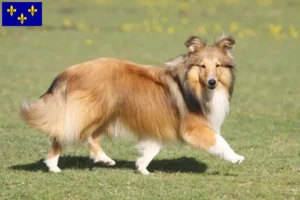 Read more about the article Sheltie breeders and puppies in Île-de-France