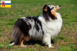 Read more about the article Sheltie breeders and puppies in Limburg