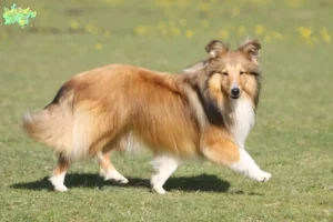 Read more about the article Sheltie breeders and puppies in Midtjylland