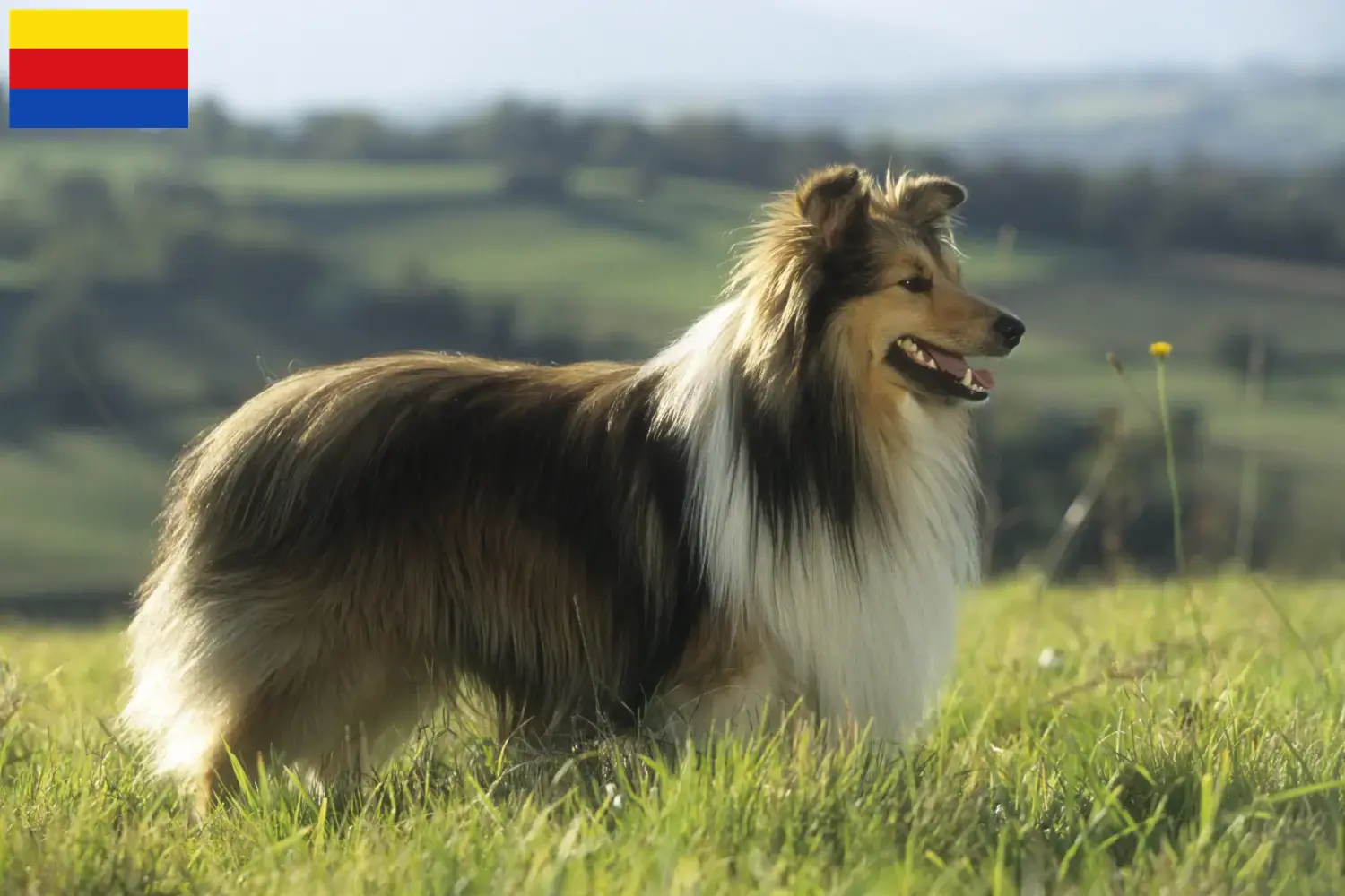 Read more about the article Sheltie breeders and puppies in North Holland